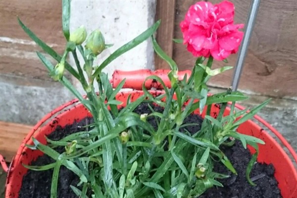 相思梅与石竹梅的区别,叶片和花枝均不同