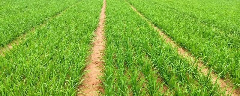 韭菜用上草木灰后要浇水吗，无需浇水