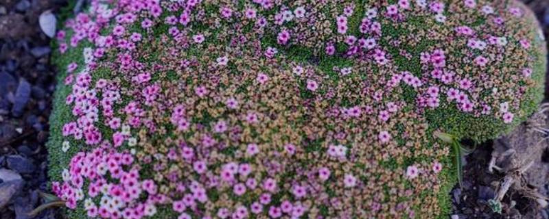 垫状点地梅一年能生长多少，只能增加数毫米至一厘米的直径