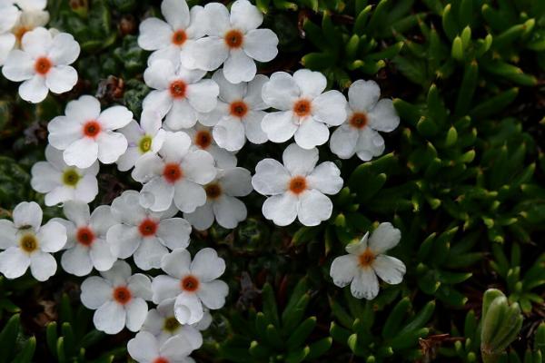 垫状点地梅一年能生长多少，只能增加数毫米至一厘米的直径