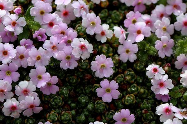 垫状点地梅一年能生长多少，只能增加数毫米至一厘米的直径