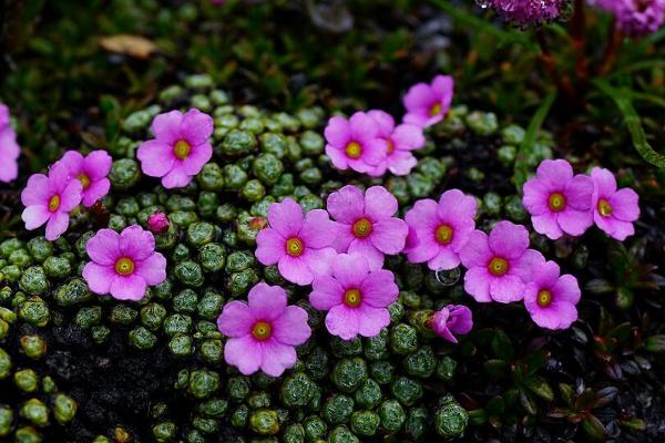 垫状点地梅一年能生长多少，只能增加数毫米至一厘米的直径