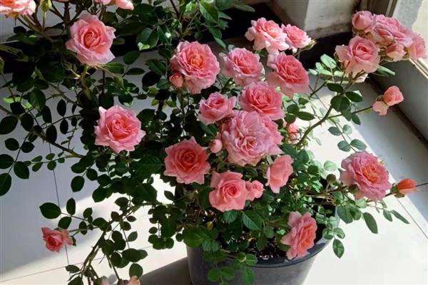 春天怎样修剪月季花，可剪去老枝、病枝等