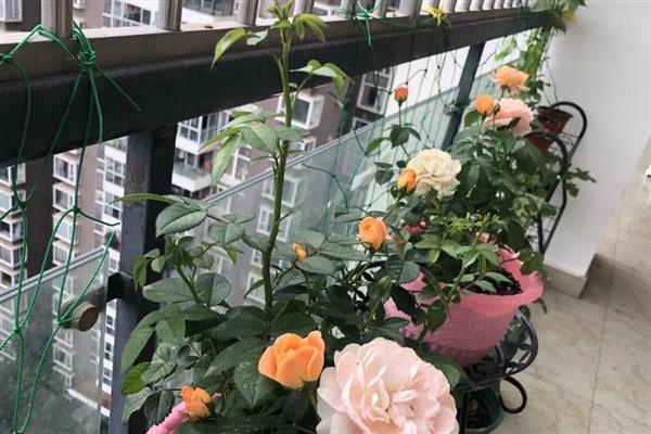 春天怎样修剪月季花，可剪去老枝、病枝等