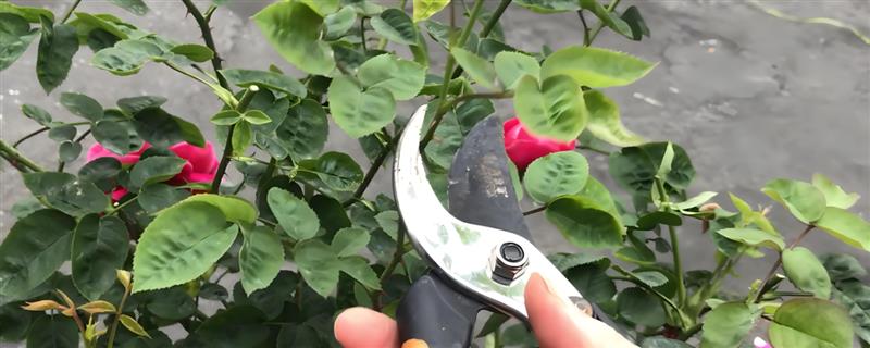 春天怎样修剪月季花，可剪去老枝、病枝等