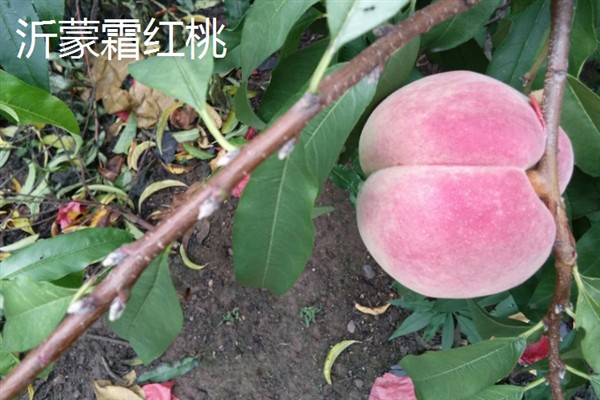 出名的晚熟桃品种，常见的有雪桃、沂蒙霜红桃等