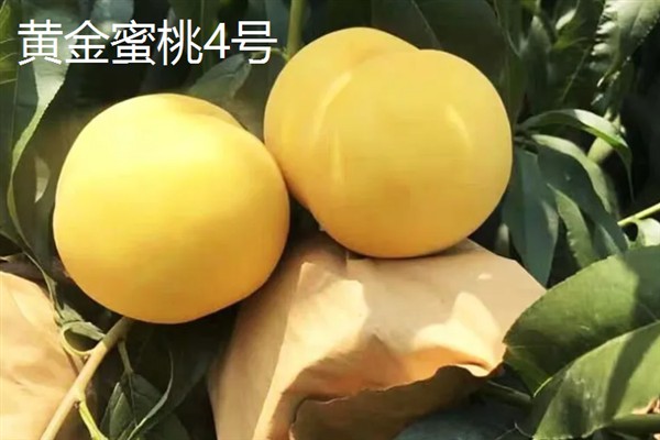 出名的晚熟桃品种，常见的有雪桃、沂蒙霜红桃等