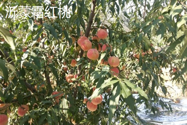 出名的晚熟桃品种，常见的有雪桃、沂蒙霜红桃等