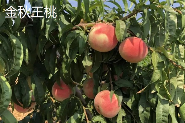 出名的晚熟桃品种，常见的有雪桃、沂蒙霜红桃等