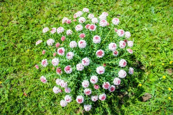 香格里拉狼毒花在几月开，在5月开花