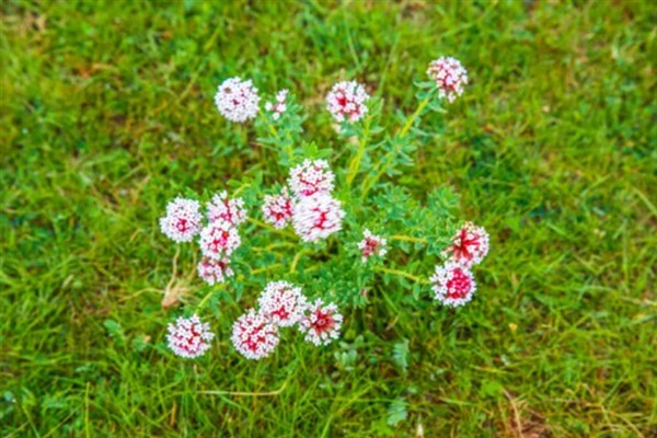 香格里拉狼毒花在几月开，在5月开花