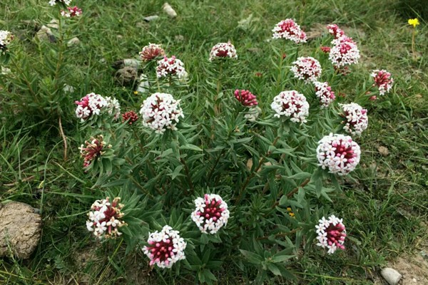 香格里拉狼毒花在几月开，在5月开花