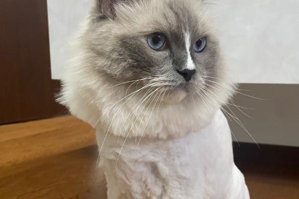 猫咪夏天要剃毛吗，夏天不需要剃毛