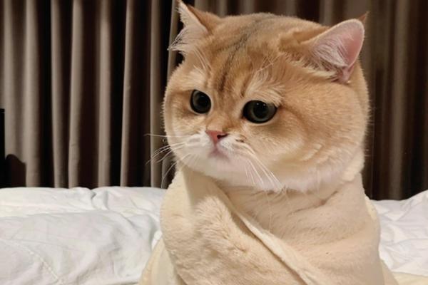 猫咪夏天要剃毛吗，夏天不需要剃毛