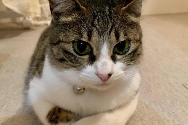 猫咪夏天要剃毛吗，夏天不需要剃毛