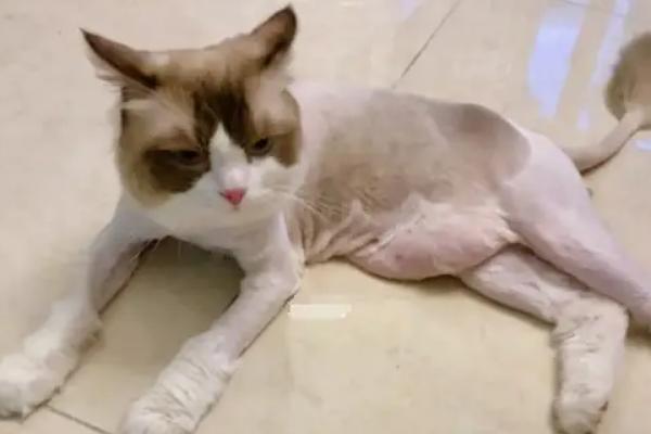 猫咪夏天要剃毛吗，夏天不需要剃毛