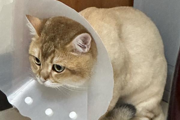 猫咪夏天要剃毛吗，夏天不需要剃毛
