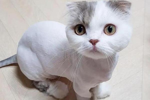 猫咪夏天要剃毛吗，夏天不需要剃毛