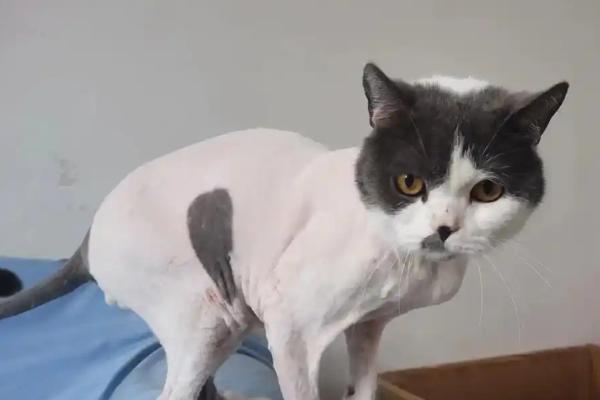 猫咪夏天要剃毛吗，夏天不需要剃毛