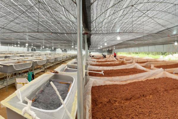 养殖蚂蟥喂什么东西，田螺、人工饲料、动物内脏等食物均可投喂