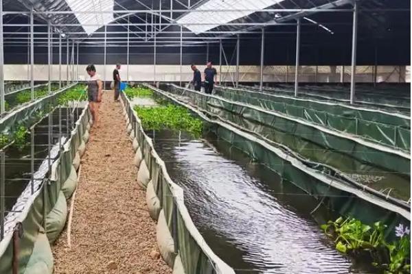 养殖蚂蟥喂什么东西，田螺、人工饲料、动物内脏等食物均可投喂