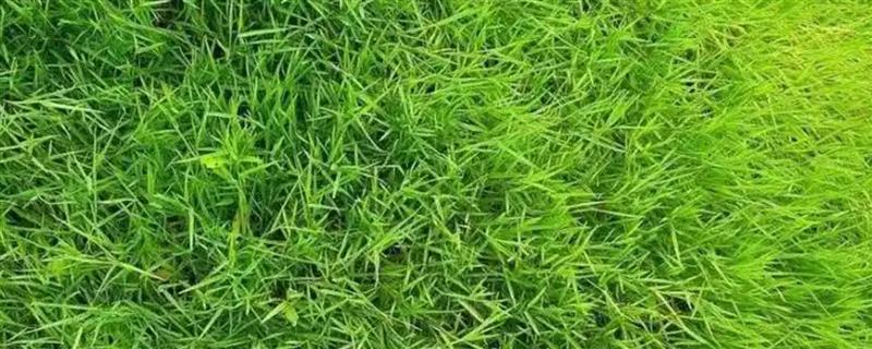 紫羊茅与高羊茅有什么区别，外观、种子、生长速度等方面均不同