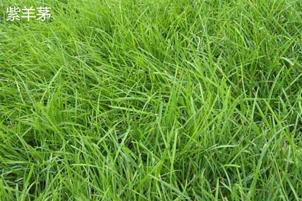 紫羊茅与高羊茅有什么区别，外观、种子、生长速度等方面均不同