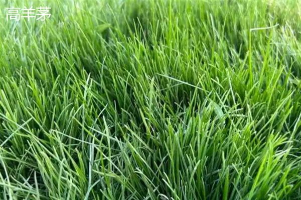 紫羊茅与高羊茅有什么区别，外观、种子、生长速度等方面均不同