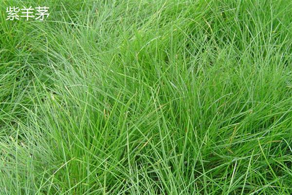 紫羊茅与高羊茅有什么区别，外观、种子、生长速度等方面均不同