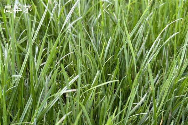 紫羊茅与高羊茅有什么区别，外观、种子、生长速度等方面均不同