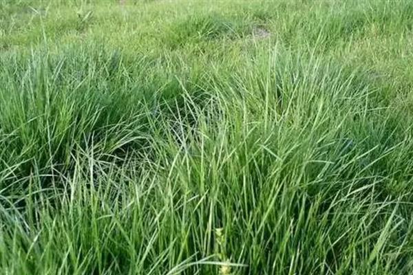 紫羊茅与高羊茅有什么区别，外观、种子、生长速度等方面均不同