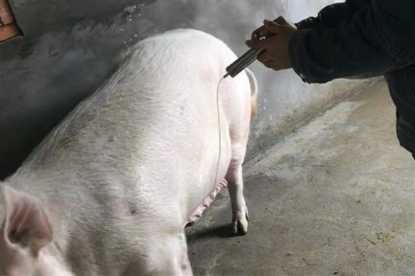 200斤猪不吃食不发烧的原因，可能是天气炎热或便秘所致