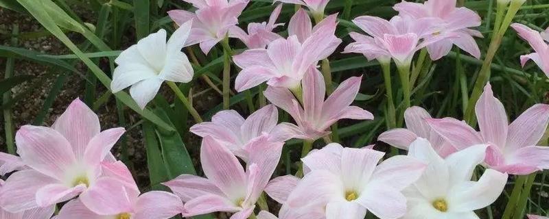 风雨兰的繁殖方法，以播种和分株为主