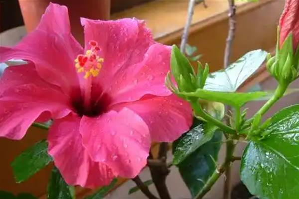 怎么繁殖桑叶牡丹花，以扦插、分株为主要方式