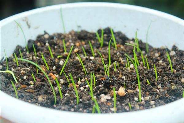 风雨兰的繁殖方法，以播种和分株为主