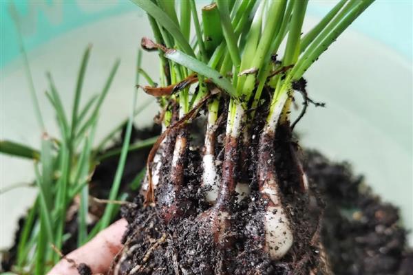 风雨兰的繁殖方法，以播种和分株为主