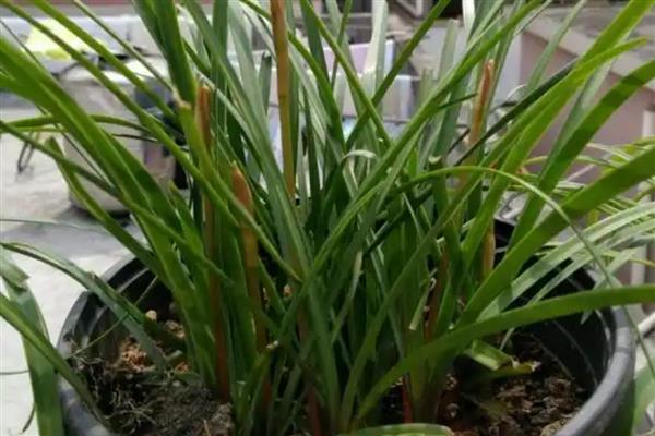 风雨兰的繁殖方法，以播种和分株为主