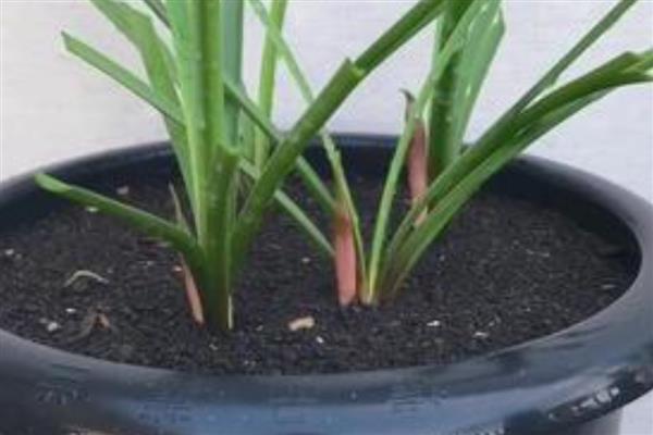 风雨兰的繁殖方法，以播种和分株为主