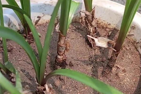 风雨兰的繁殖方法，以播种和分株为主