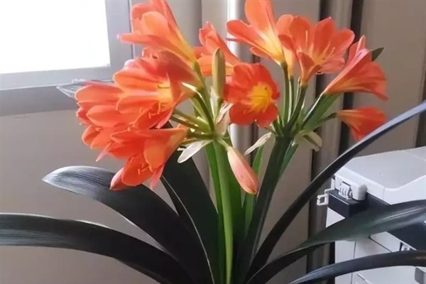 君子兰开双枝花的寓意，寓意幸福美满、富贵吉祥等
