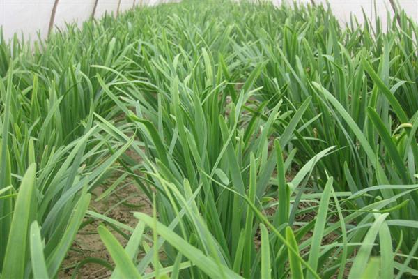 冬季可以种植哪些蔬菜，可以种萝卜、韭菜等