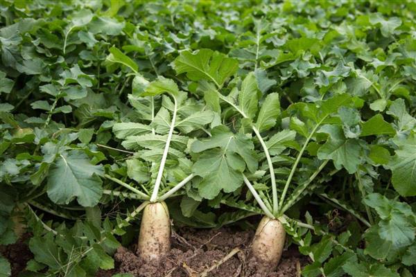 冬季可以种植哪些蔬菜，可以种萝卜、韭菜等