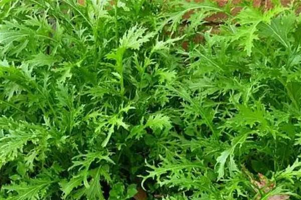 冬季可以种植哪些蔬菜，可以种萝卜、韭菜等
