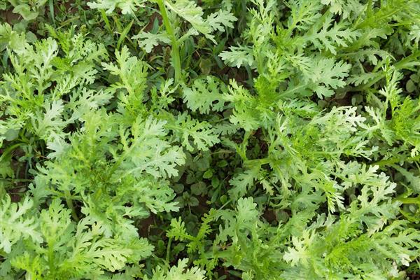 冬季可以种植哪些蔬菜，可以种萝卜、韭菜等