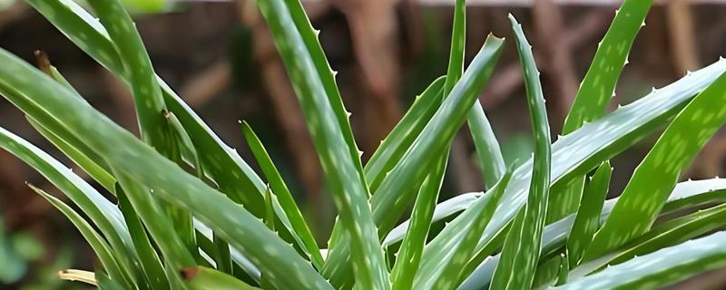 芦荟苗的移盆方法，将植株放入盆中再逐步填土覆盖根系