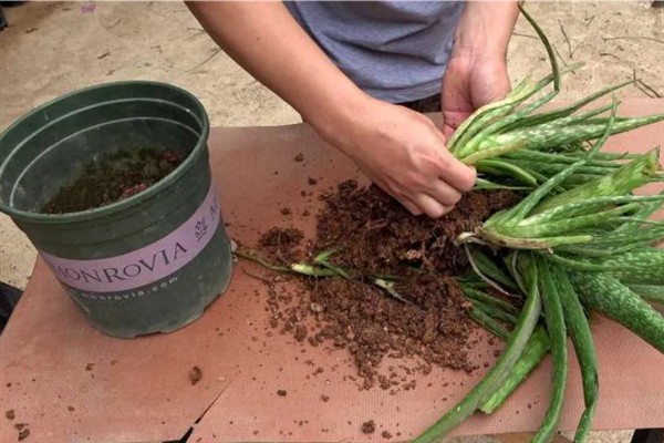 芦荟苗的移盆方法，将植株放入盆中再逐步填土覆盖根系