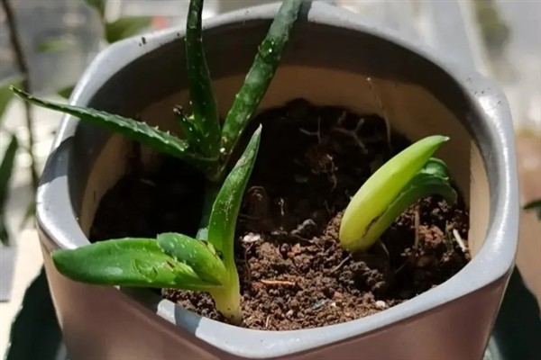 芦荟苗的移盆方法，将植株放入盆中再逐步填土覆盖根系