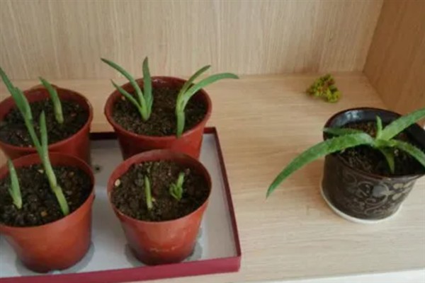 芦荟苗的移盆方法，将植株放入盆中再逐步填土覆盖根系