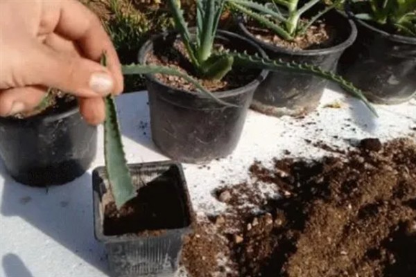 芦荟苗的移盆方法，将植株放入盆中再逐步填土覆盖根系