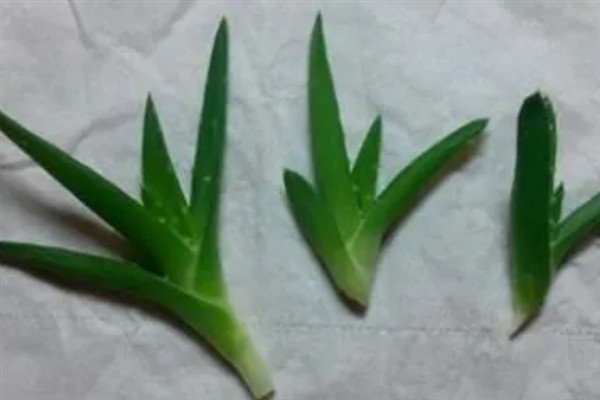芦荟苗的移盆方法，将植株放入盆中再逐步填土覆盖根系